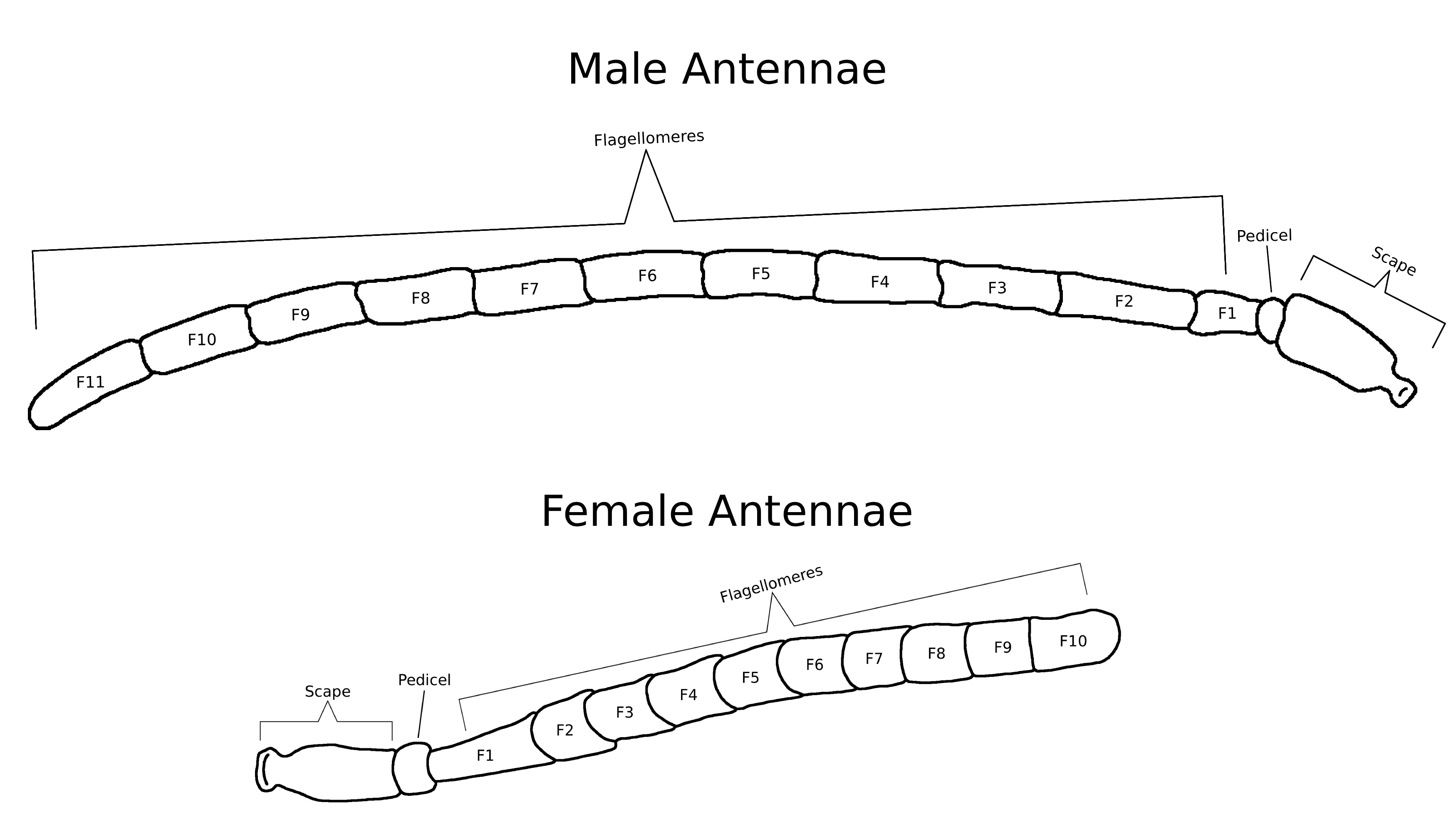 Melissodes Antennae Diagram